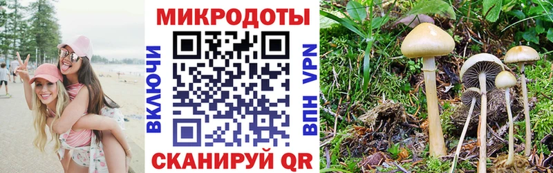 Галлюциногенные грибы Psilocybe  Норильск 